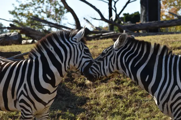 Jet10 Casino Ondersteuning